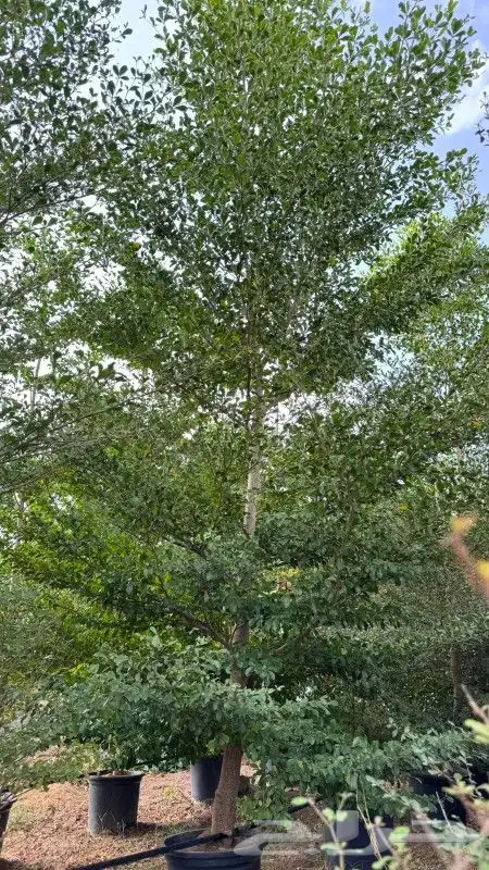 اشجار متنوعه 3 بوصه 0