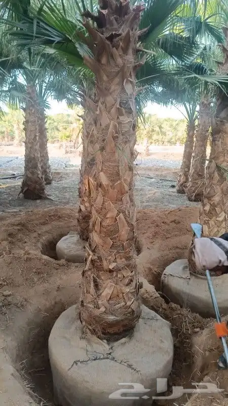 نخل واشنطونيا زينه لبيع 2