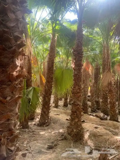 واشنطونيا زينه امريكي 19