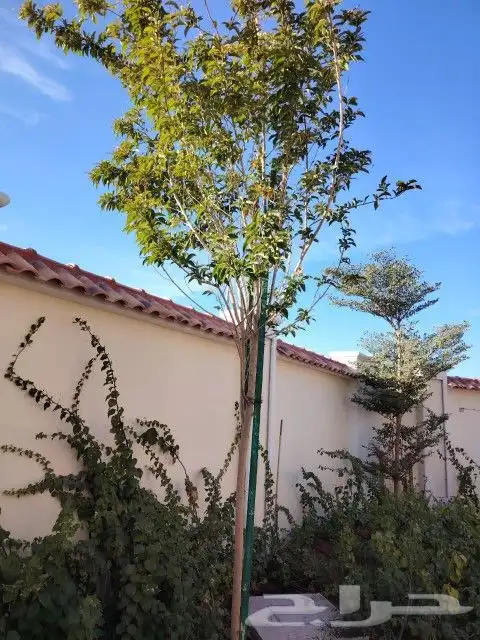 اشجار متنوعه 3 بوصه 1