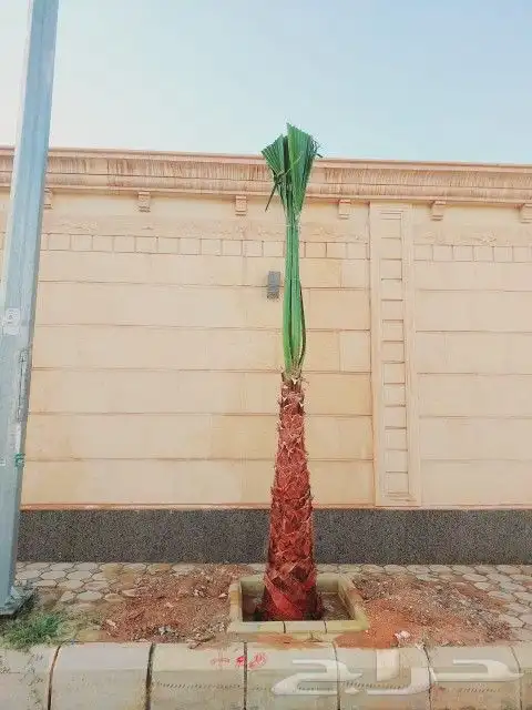 نخل واشنطونيا زينه لبيع 5