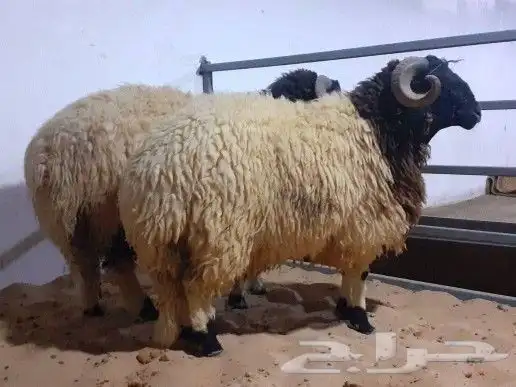 اغنام استيراد مغربي وبارقوت وسواكني وصومالي 2