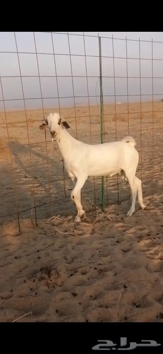 تيس بيشي أكحل 2