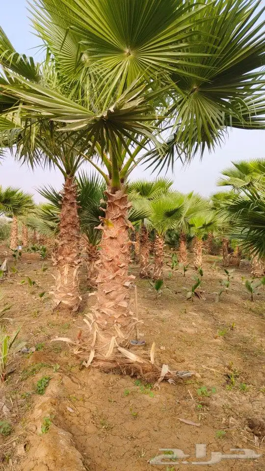 واشنطونيا زينه امريكي 15