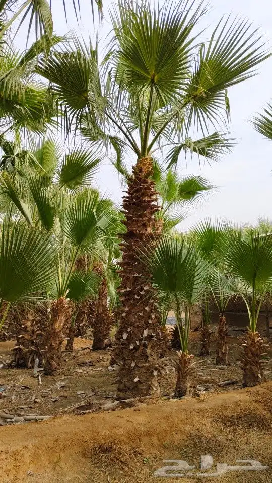 واشنطونيا زينه امريكي 12