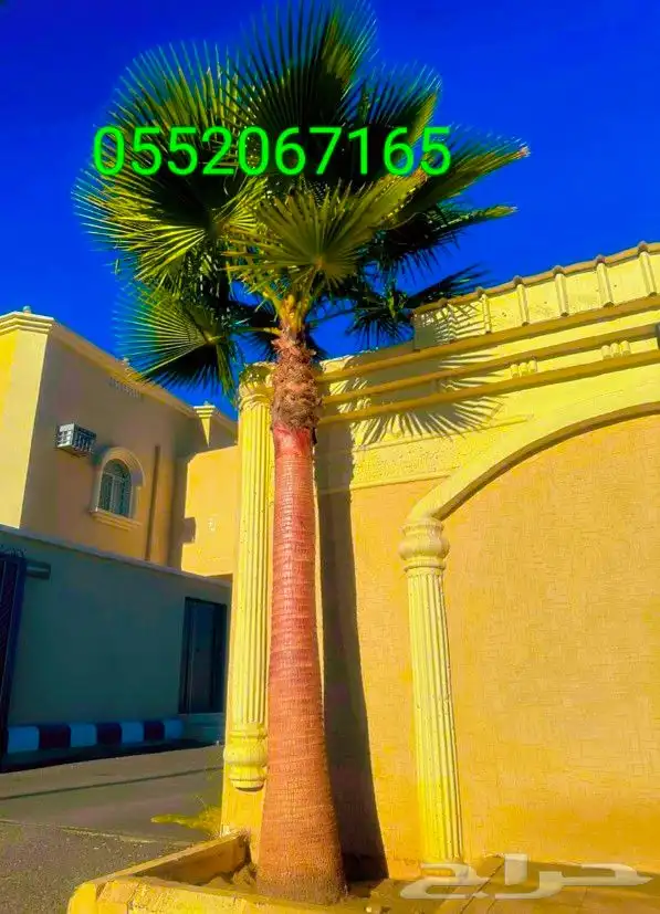 واشنطونيا زينه امريكي 18