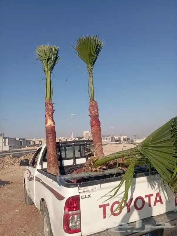 نخل واشنطونيا زينه لبيع 16