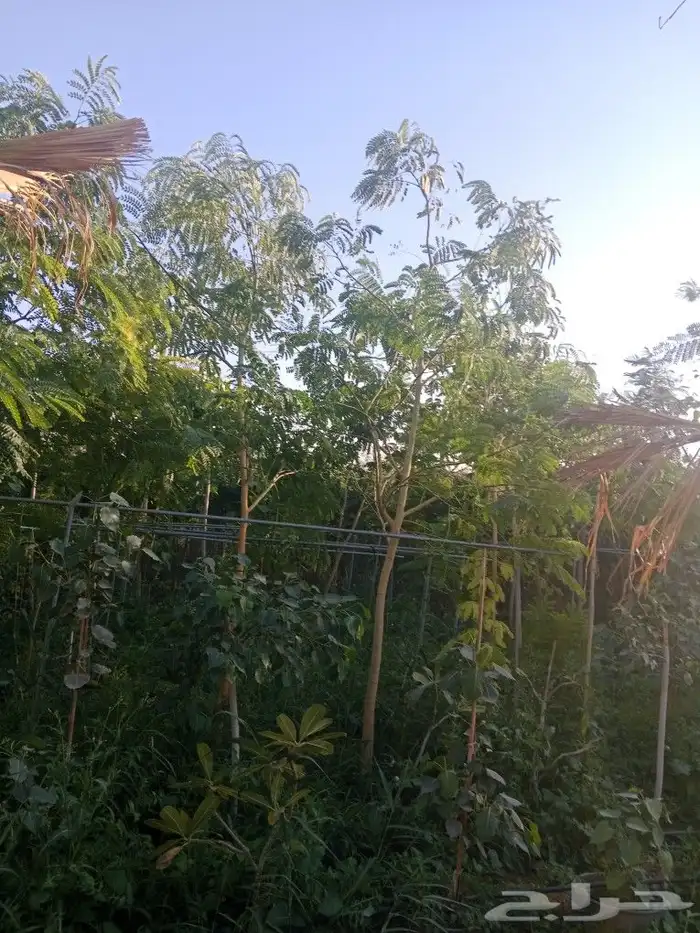 اشجار متنوعه 3 بوصه 3