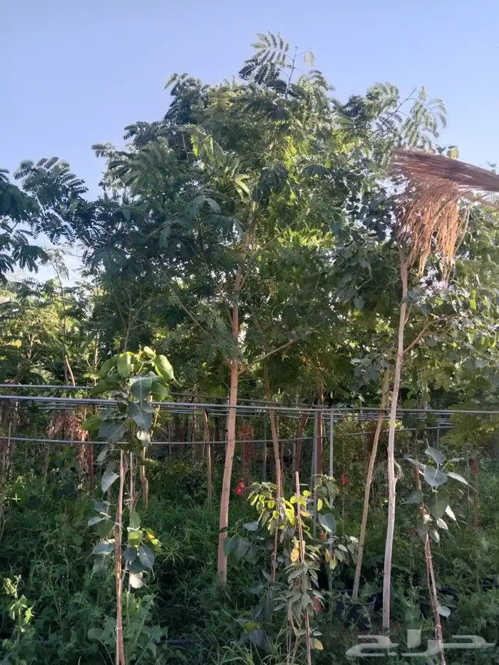 اشجار متنوعه 3 بوصه 4