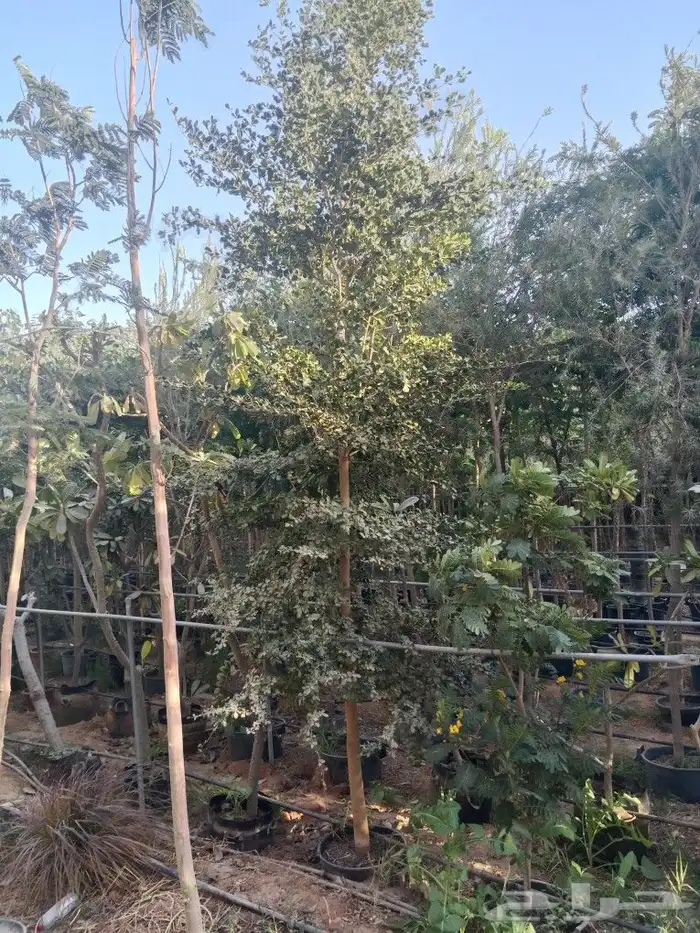 اشجار متنوعه 3 بوصه 6