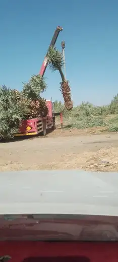 للبيع نخل بلدي مثمر من متر الا متر ونص 2