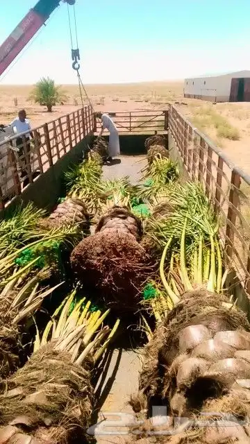 توريد وتصدير دخل المملكه واخرج المملكه 4