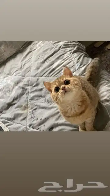 مندوب تو صيل داخل وخارج ارياض 0