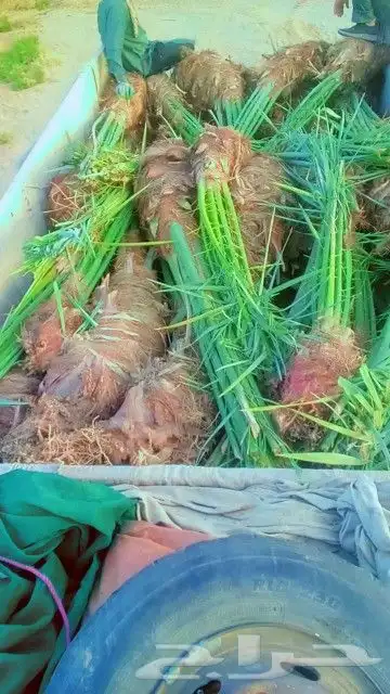 توريد وتصدير دخل المملكه واخرج المملكه 6