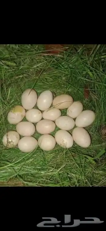 دجاجة باكستاني سندي جوده ممتازه 1
