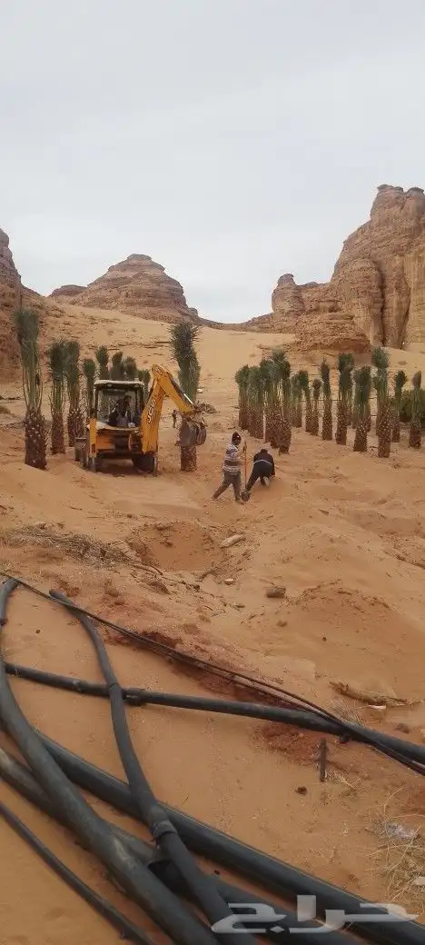 للبيع نخل بلدي مثمر من متر الا متر ونص 0