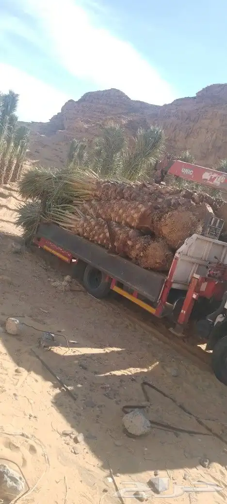 للبيع نخل بلدي مثمر من متر الا متر ونص 1