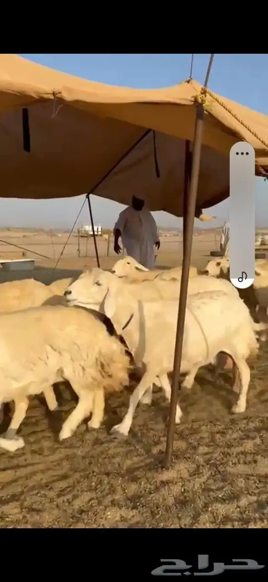 سلام عليكم نعرض لكم غنم حري دفيع حرش جروم عددها 65 1