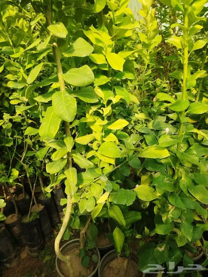 تنسيق حدائق وتقليم الأشجار المثمره 5