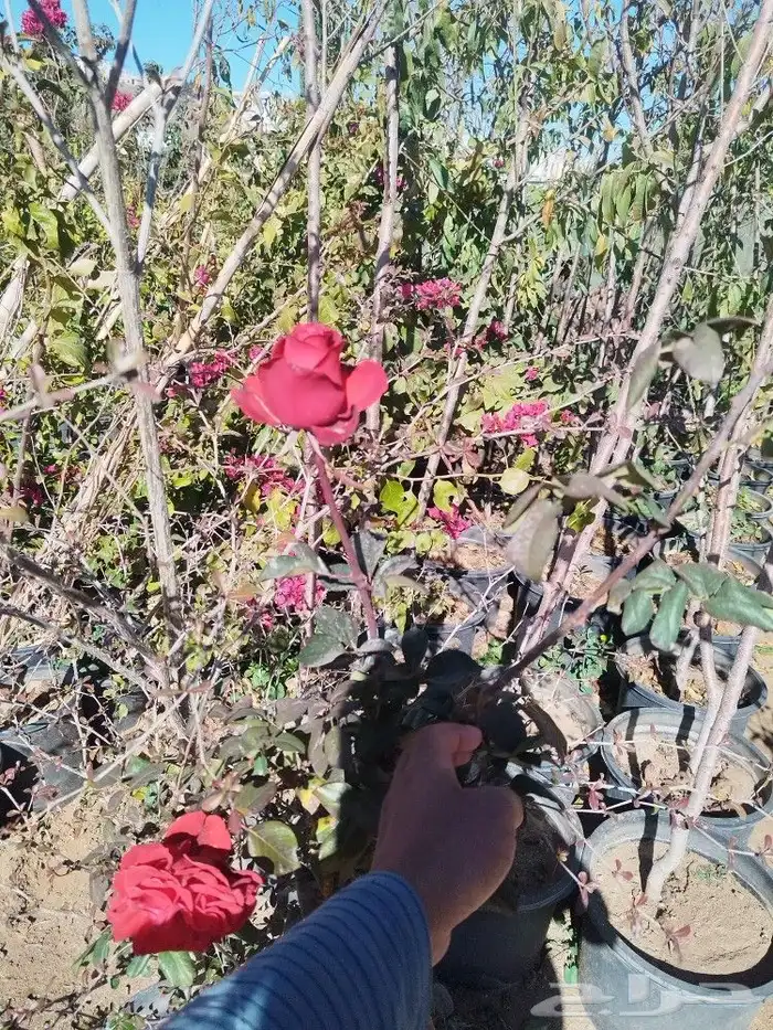 تنسيق حدائق وتقليم الأشجار المثمره 8