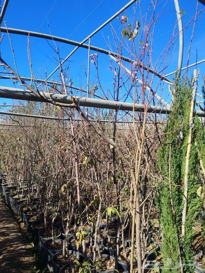 تنسيق حدائق وتقليم الأشجار المثمره 0