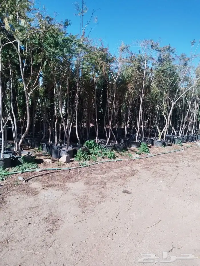 تنسيق حدائق وتقليم الأشجار المثمره 13