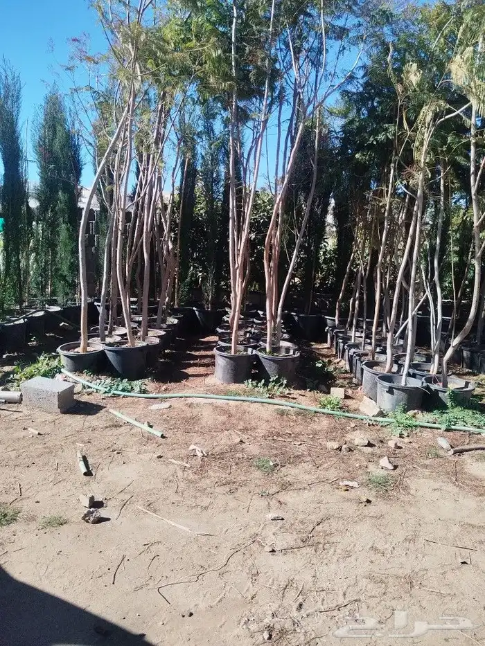 تنسيق حدائق وتقليم الأشجار المثمره 15