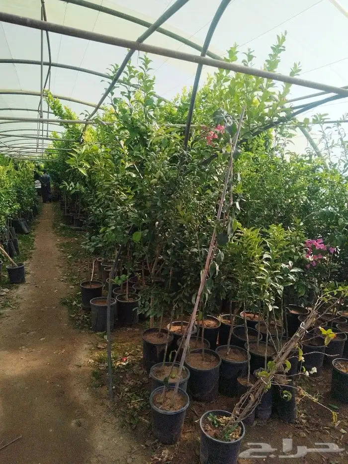 تنسيق حدائق وتقليم الأشجار المثمره 3