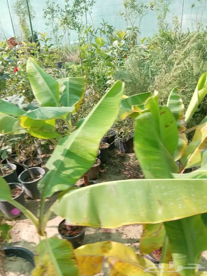 لزراعة وتنسيق الحدائق وجميع الأشجار المثمره والزينه والعشب ا 3