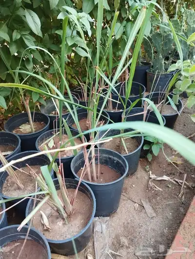 شتلات عشبة الليمون عطرة المدينة 0