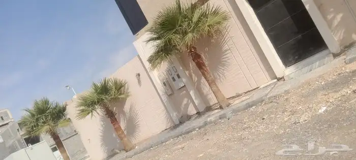 مقاول أشجار زينه ونخيل 3