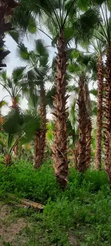 نخل واشنطن 8