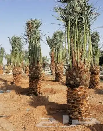 نخيل اخلاص طيب للبيع. نخل 1