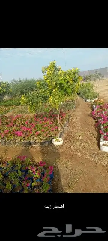 مقاول أشجار زينه ونخيل 0