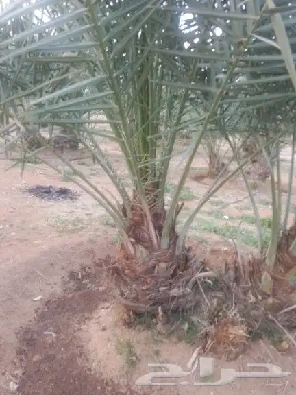 نخيل اخلاص طيب للبيع. نخل 2