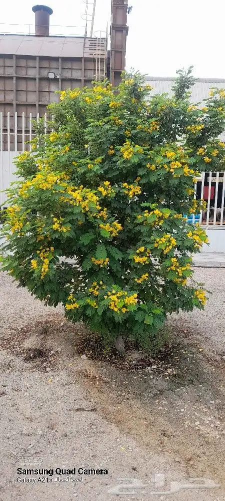 مزرعة الياسمين 0