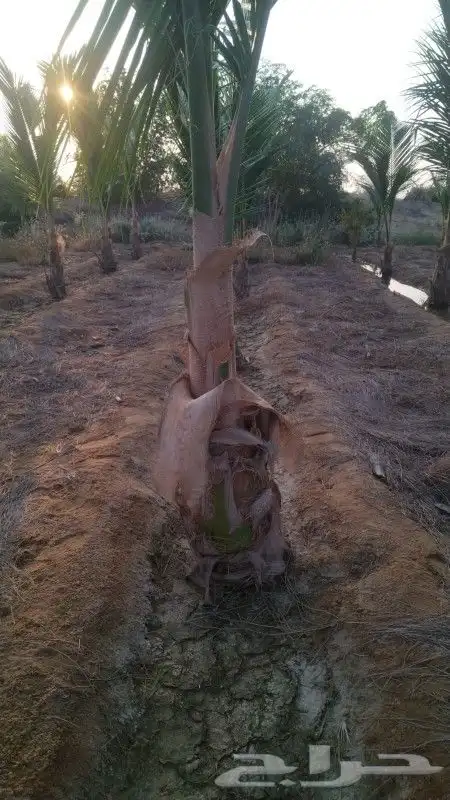 نخيل جوز الهند النارجيل 7