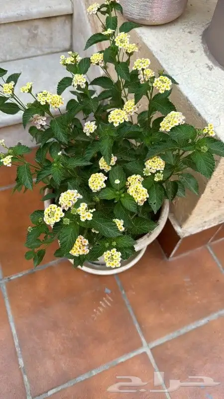 تنسيق حدائق جده و مكه 5