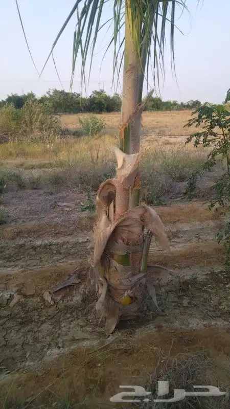 نخيل جوز الهند النارجيل 8