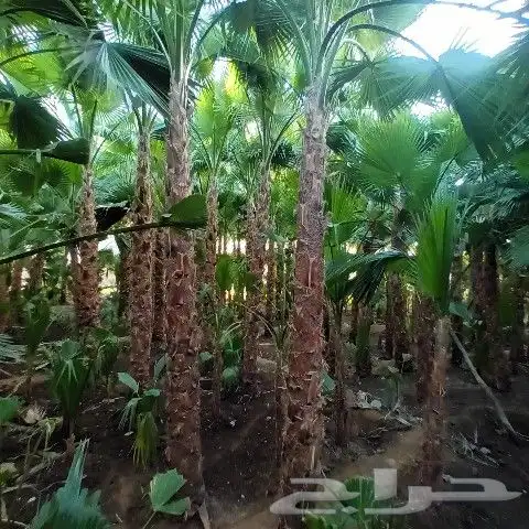 توريد وغرس النخيل الواشنطني 1