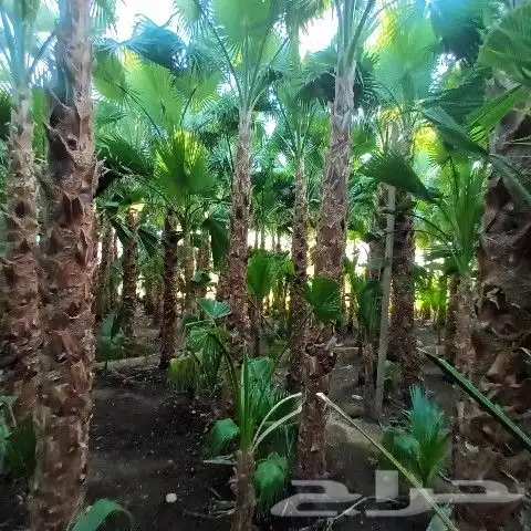 توريد وغرس النخيل الواشنطني 0