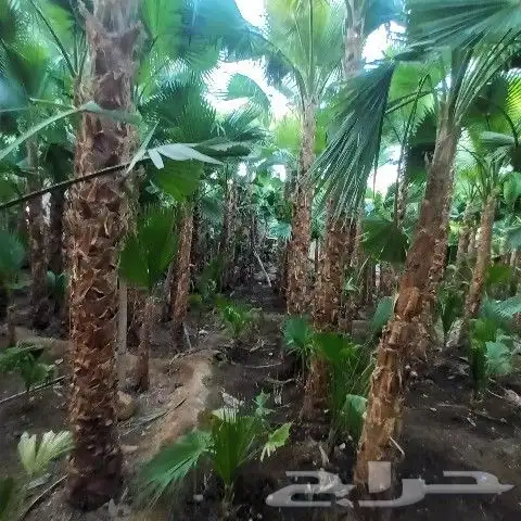توريد وغرس النخيل الواشنطني 3