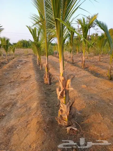 نخيل جوز الهند النارجيل 6