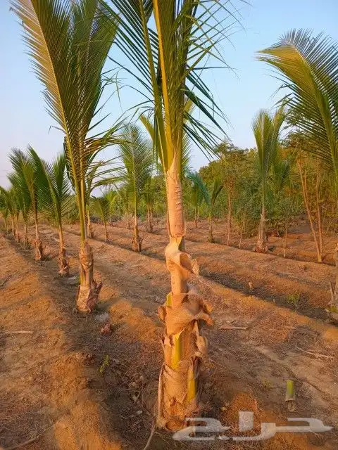 نخيل جوز الهند النارجيل 5
