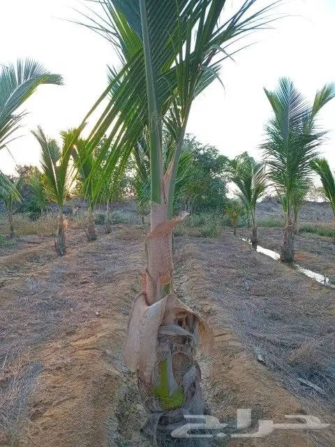 نخيل جوز الهند النارجيل 1