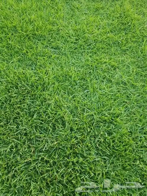 ثيل طبيعي صافي ونقي مزراع العثمان الخرج 5