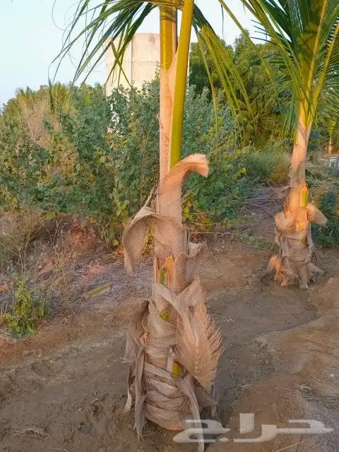 نخيل جوز الهند النارجيل 4