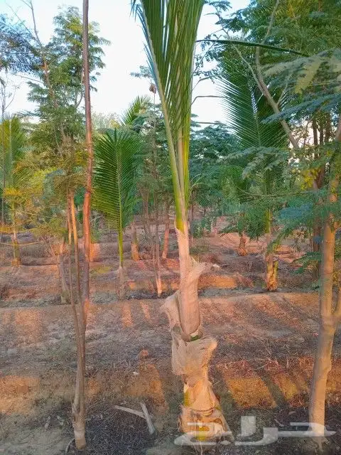 نخيل جوز الهند النارجيل 9