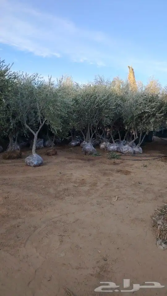 اشجار زيتون مثمر تبوك 0