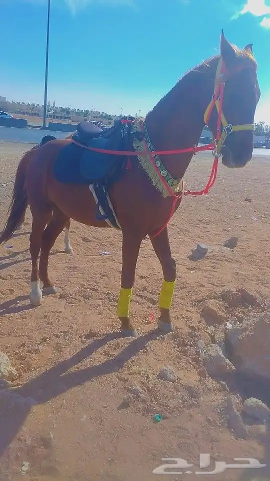اجار خيول اجار دبابات اجار جمال 0